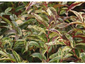 Leucothoe Rainbow