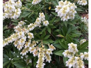 Pieris Prelude