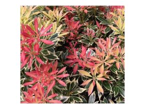 253 pieris flaming silver