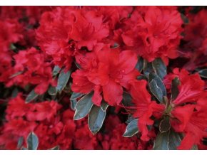 AZALEA JAPONICA TOREADOR