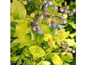 Kanadská borůvka YELLOWBERRY BLUE (Kontejner P13)