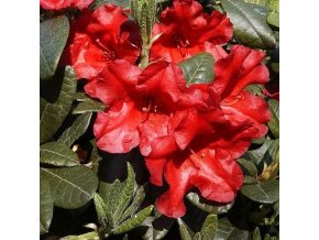 Rhododendron Bengal