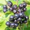 aronia galicjanka 1