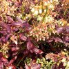 Cabernet Splash