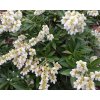 Pieris Prelude