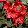 Rhododendron Bengal