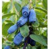 Zimolez kamčatský Blue Banana