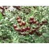 Višeň Crimson Passion