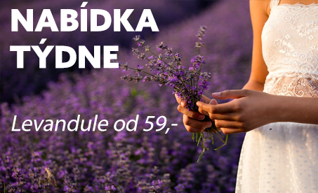 Nabídka týdne Levandule