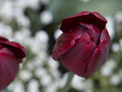 cerne tulipany