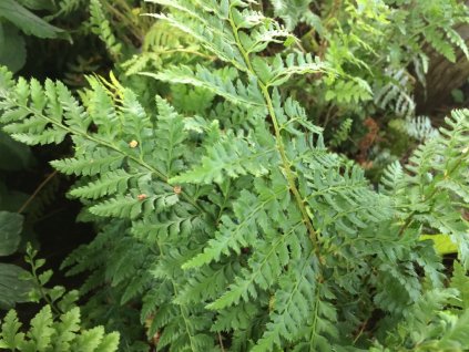 Polystichum setiferum kapradina