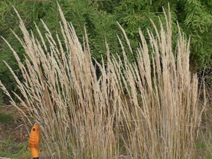 Třtina - Calamagrostis