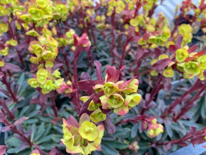 Pryšec mandloňovitý Euphorbia amygdaloides 'Purpurea'