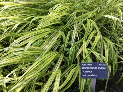 Rakosník japonský Hakonechloa macra Aureola