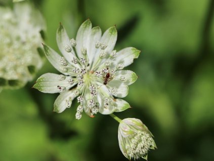 Bílá jarmanka větší - Astrantia major