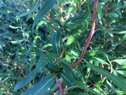 Vrba kroucená Salix erythroflexuosa