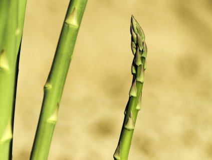 Špargľa Asparagus