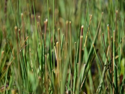 Bezkolenec modrý Molinia caerulea