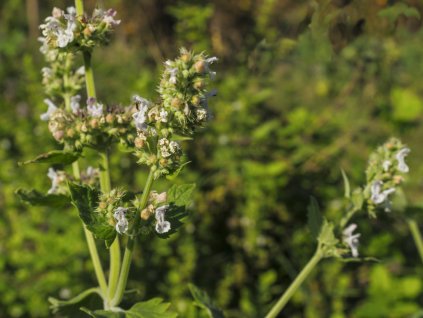 Nepeta cataria 2