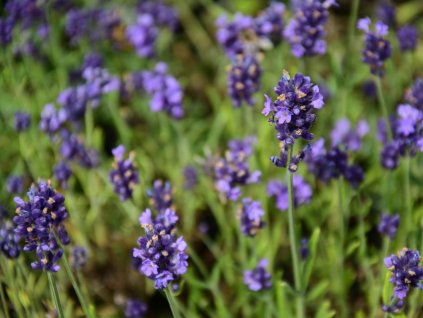 Levandule lékařská 'Aromatico Early Blue'