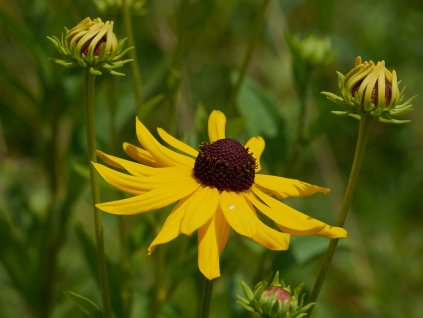 rudbekie plstnata