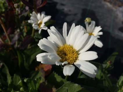 Leucanthemum maximum 'Snow Lady'