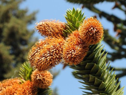 ARAUCARIA ARAUCANA 2