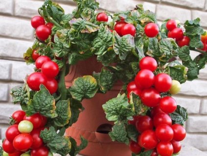 Rajče balkonové Tomfall