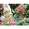 Hortenzie latnata 'Pinky Winky'