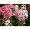 Hydrangea paniculata 'Vanille Fraise'