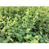 Alchemilla erythropoda