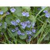Glechoma hederacea - popenec obecný
