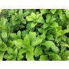 Tlustonitník klasnatý - Pachysandra terminalis