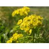 Pryšec chvojka Euphorbia cyparissias Fens Ruby