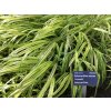 Rakosník japonský Hakonechloa macra Aureola