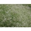 Gypsophila paniculata