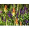 Kleopatřina jehla - Kniphofia