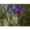 Chrpa chlumní Centaurea triumfettii trvalka