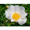 Pivoňka čínská Krinkled White