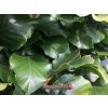 Fagus sylvatica