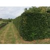 Buk lesni v zivem plote Fagus sylvatica