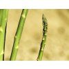 Špargľa Asparagus