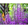 Salvia nemorosa 'Violet Queen'