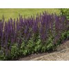 Salvia nemorosa 'Mainacht'