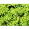 uraznik sidlovity 'Lime Moss'