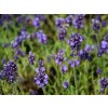 Levandule lékařská 'Aromatico Early Blue'