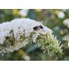 buddleja White Bouquet