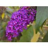 Buddleja davidii 'Black Knight'