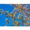 Muchovnik lamarckuv - Amelanchier lamarckii