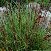 Miscanthus